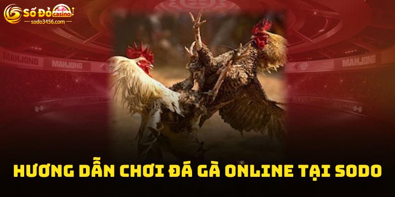 Hướng dẫn tham gia cá cược đá gà online tại Sodo